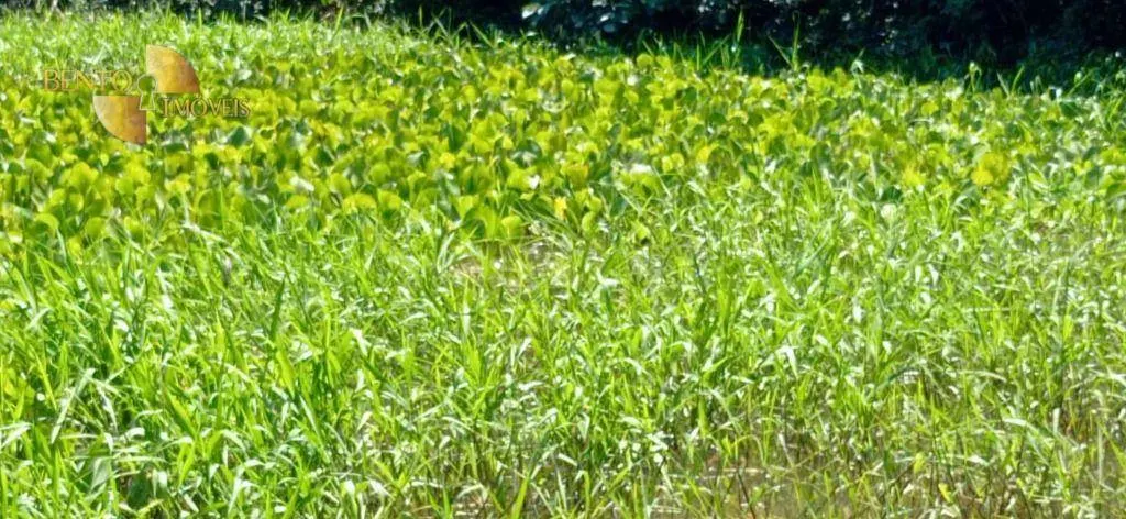 Small farm for sale of 54 acres in Cuiabá, MT, Brazil