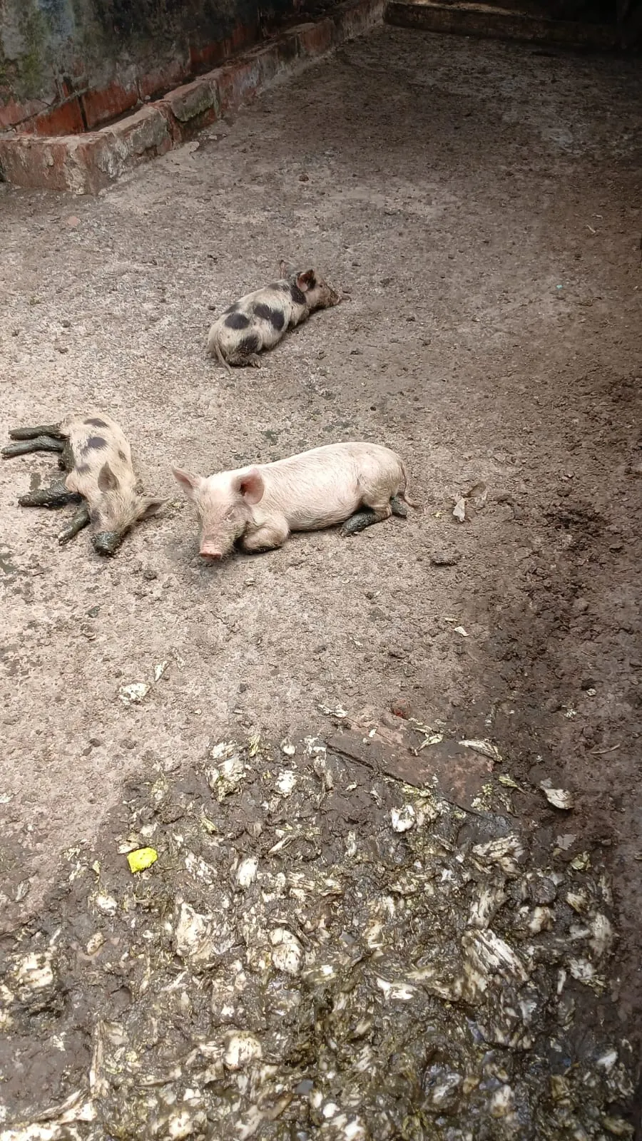 Fazenda à venda e para Arrendar de 87 ha em Simões Filho, BA, Brasil