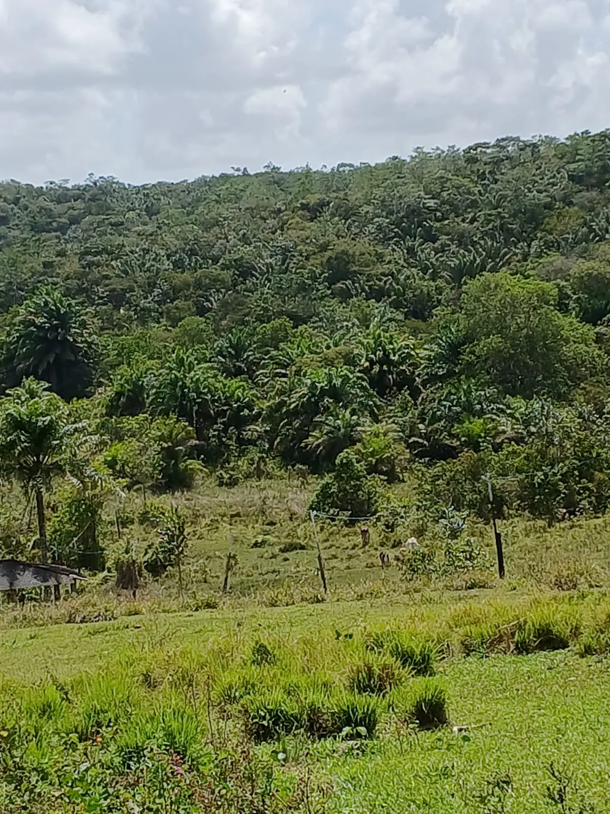 Fazenda à venda e para Arrendar de 87 ha em Simões Filho, BA, Brasil