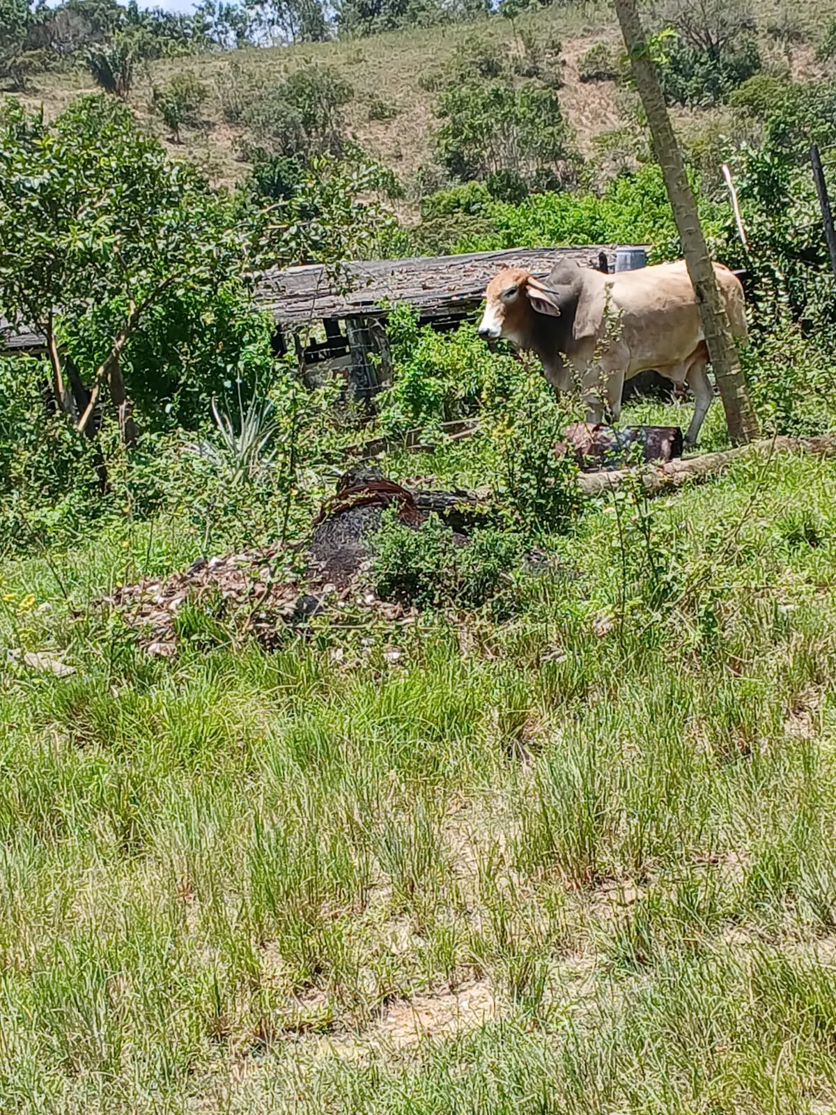 Fazenda à venda e para Arrendar de 87 ha em Simões Filho, BA, Brasil