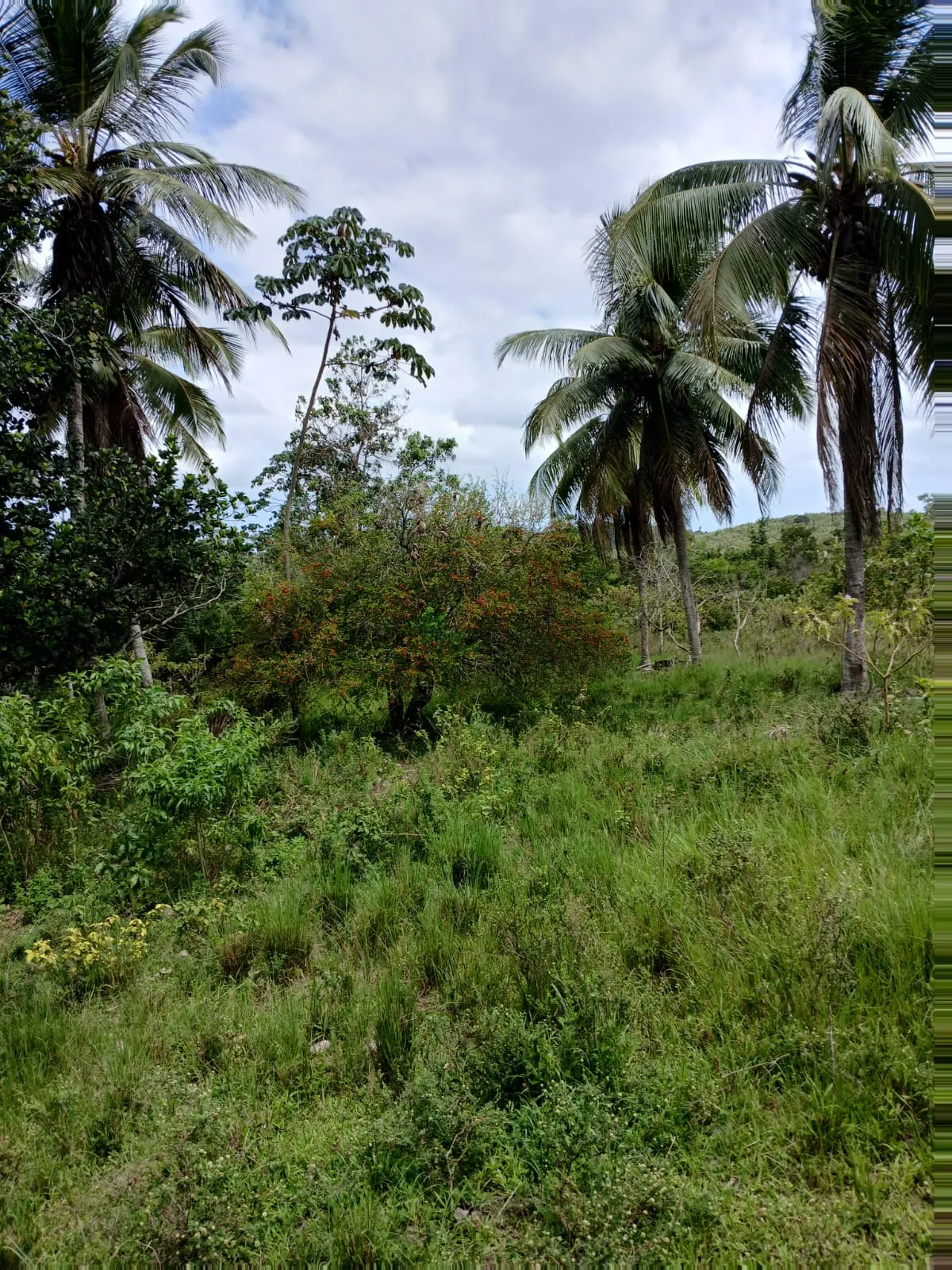 Fazenda à venda e para Arrendar de 87 ha em Simões Filho, BA, Brasil