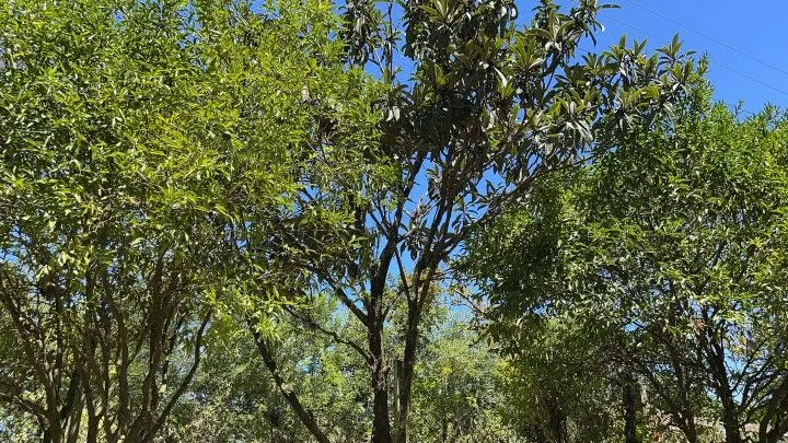 Terreno à venda de 4.000 m² em Santo Antônio da Patrulha, RS, Brasil