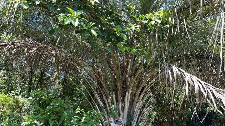 Terreno à venda de 4.000 m² em Santo Antônio da Patrulha, RS, Brasil