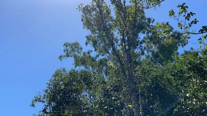 Terreno à venda de 4.000 m² em Santo Antônio da Patrulha, RS, Brasil