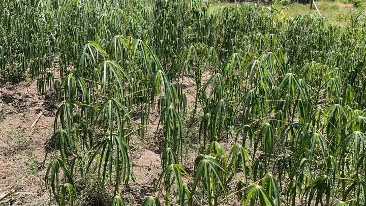 Terreno à venda de 4.000 m² em Santo Antônio da Patrulha, RS, Brasil
