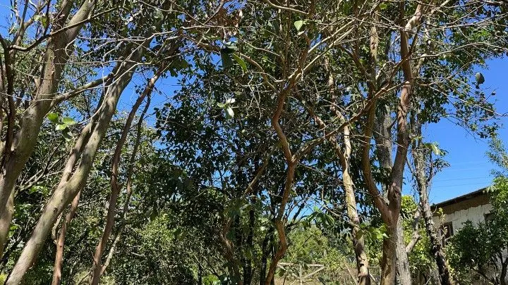 Terreno à venda de 4.000 m² em Santo Antônio da Patrulha, RS, Brasil