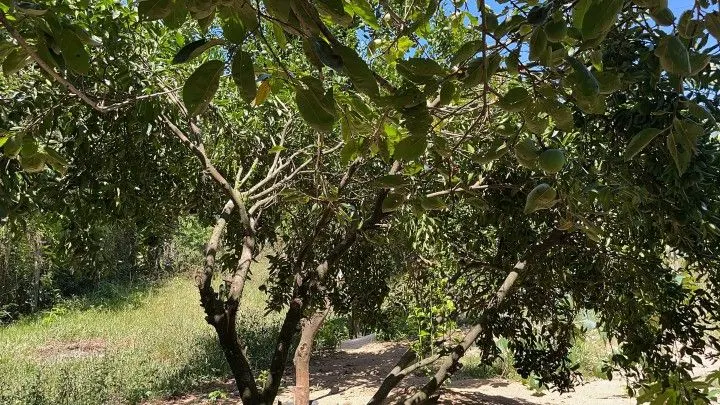 Terreno à venda de 4.000 m² em Santo Antônio da Patrulha, RS, Brasil