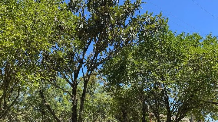 Terreno à venda de 4.000 m² em Santo Antônio da Patrulha, RS, Brasil