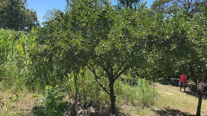 Terreno à venda de 4.000 m² em Santo Antônio da Patrulha, RS, Brasil
