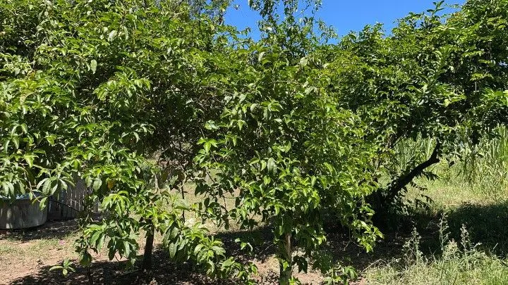 Terreno à venda de 4.000 m² em Santo Antônio da Patrulha, RS, Brasil