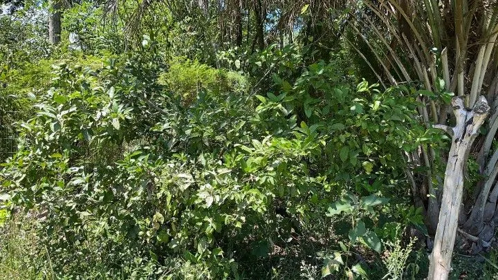 Terreno à venda de 4.000 m² em Santo Antônio da Patrulha, RS, Brasil