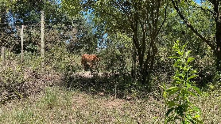 Terreno à venda de 4.000 m² em Santo Antônio da Patrulha, RS, Brasil