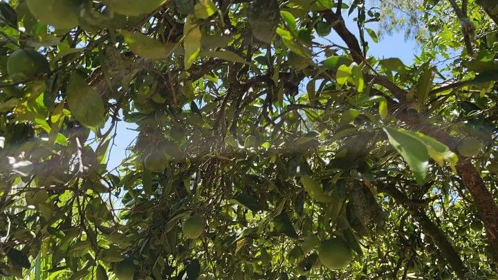 Terreno à venda de 4.000 m² em Santo Antônio da Patrulha, RS, Brasil