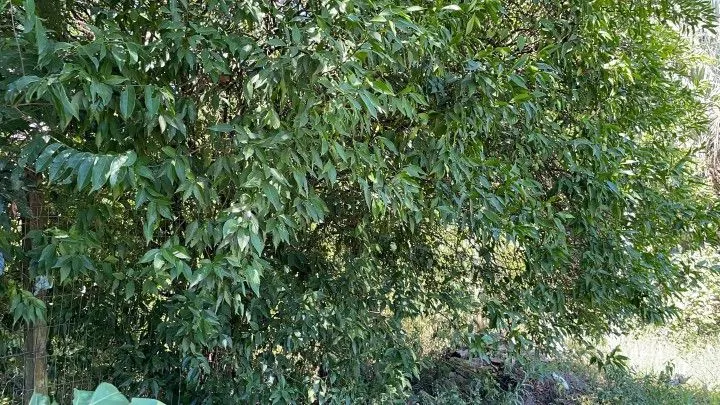 Terreno à venda de 4.000 m² em Santo Antônio da Patrulha, RS, Brasil