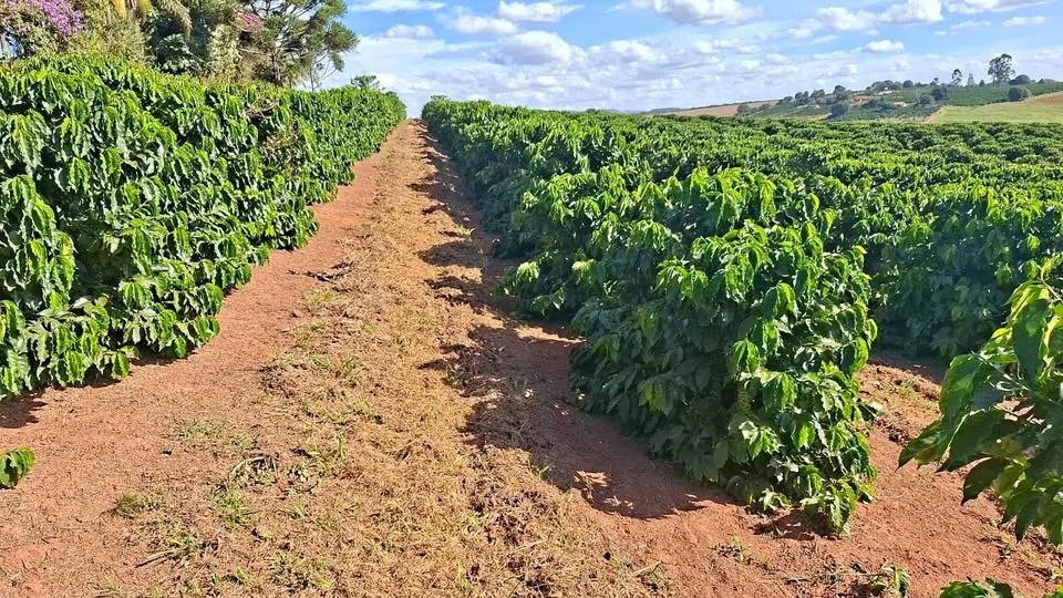 Farm for sale of 163 acres in Campanha, MG, Brazil