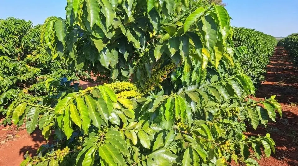 Farm for sale of 163 acres in Campanha, MG, Brazil