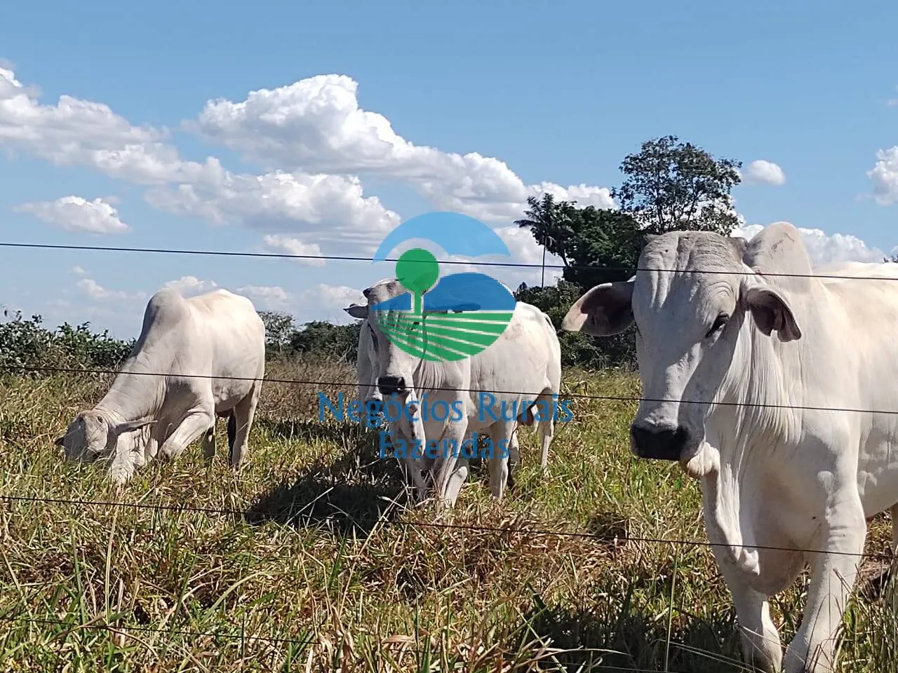 Farm for sale of 4,006 acres in Wanderlândia, TO, Brazil