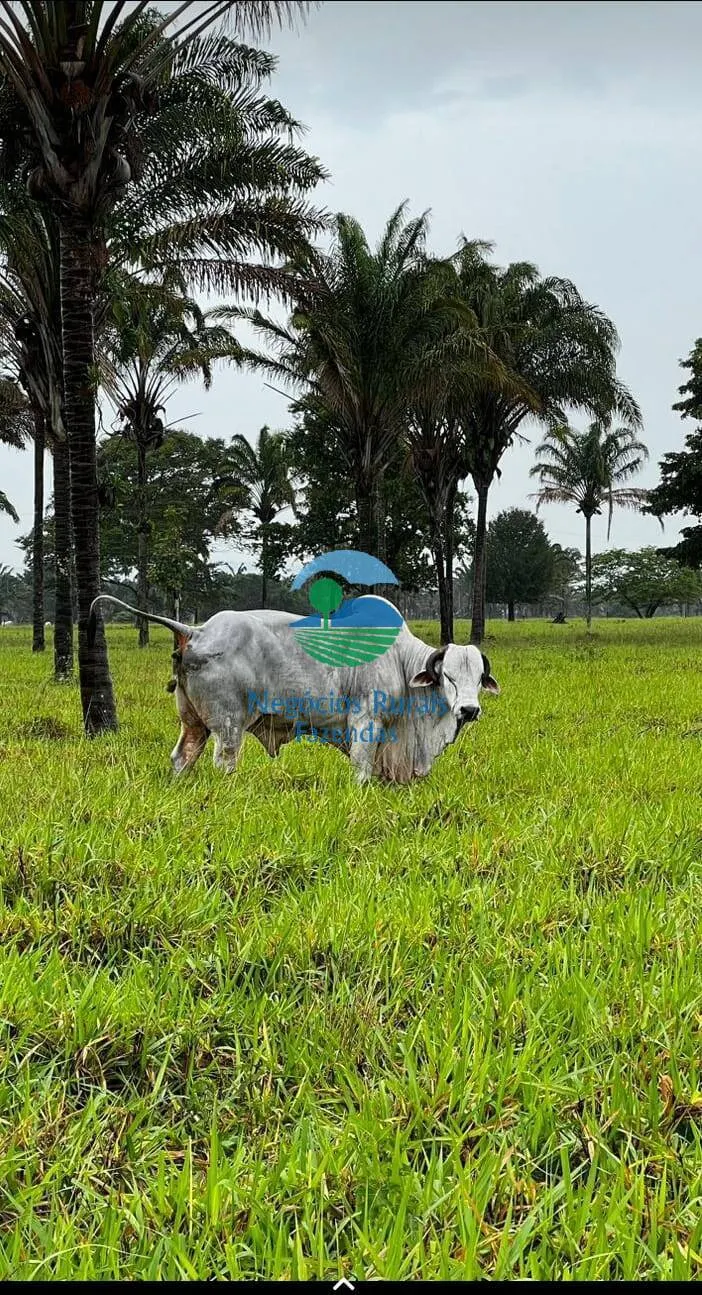 Farm for sale of 4,006 acres in Wanderlândia, TO, Brazil