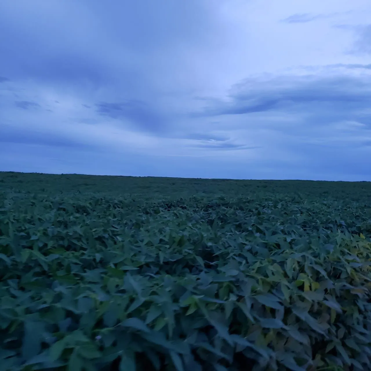 Farm for sale of 6,178 acres in Nova Brasilândia, MT, Brazil