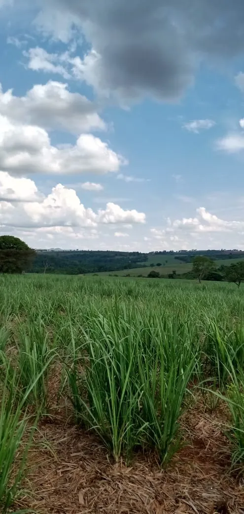 Fazenda à venda e para Arrendar de 733 ha em Altinópolis, SP, Brasil