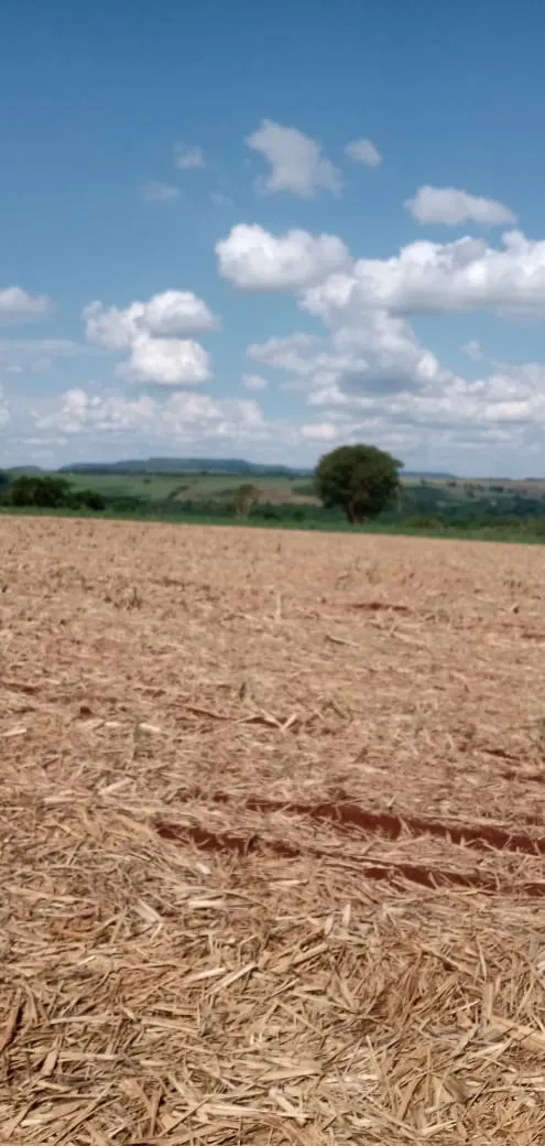 Fazenda à venda e para Arrendar de 733 ha em Altinópolis, SP, Brasil