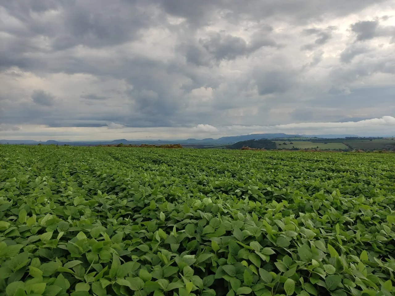 Fazenda à venda e para Arrendar de 733 ha em Altinópolis, SP, Brasil