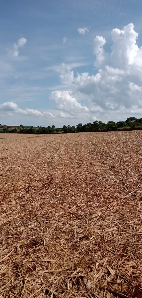 Fazenda à venda e para Arrendar de 733 ha em Altinópolis, SP, Brasil