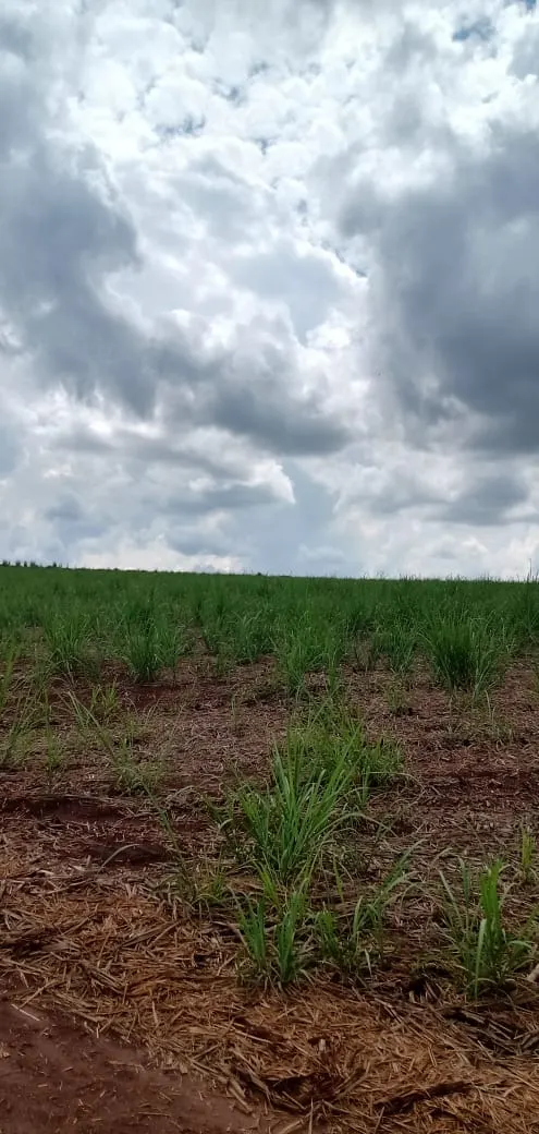 Fazenda à venda e para Arrendar de 733 ha em Altinópolis, SP, Brasil