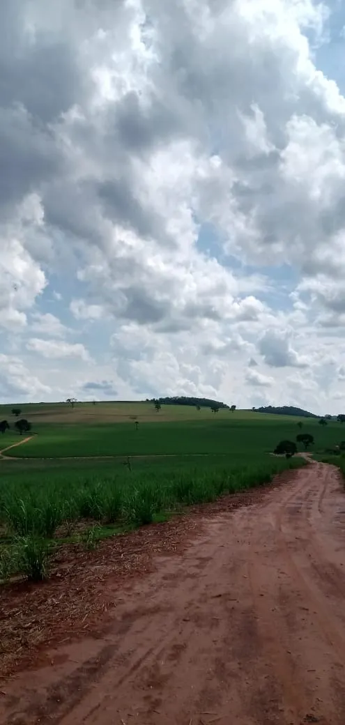 Fazenda à venda e para Arrendar de 733 ha em Altinópolis, SP, Brasil