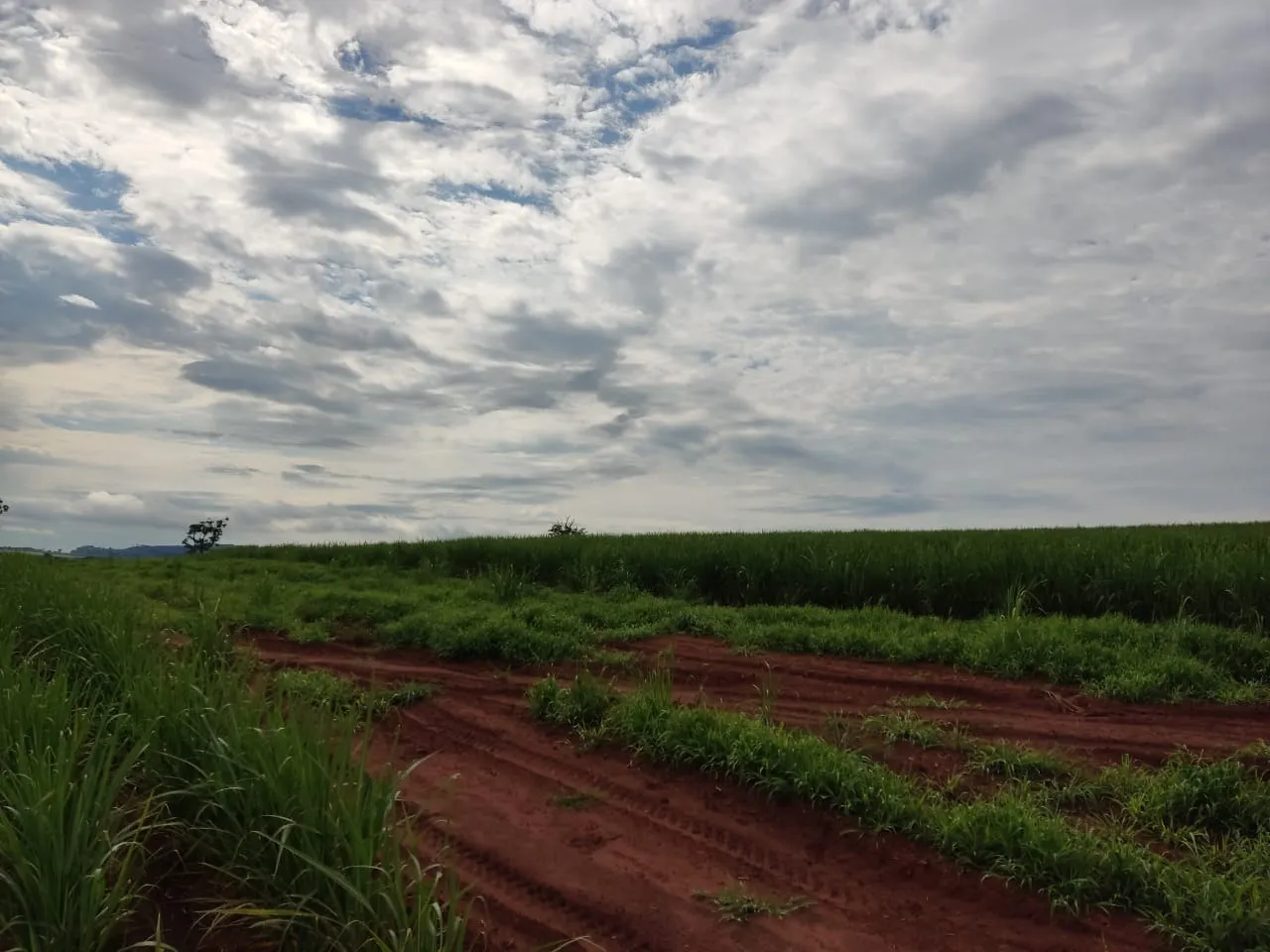 Fazenda à venda e para Arrendar de 733 ha em Altinópolis, SP, Brasil