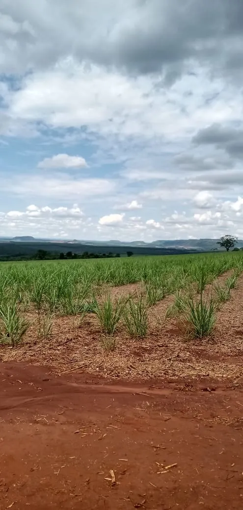 Fazenda à venda e para Arrendar de 733 ha em Altinópolis, SP, Brasil