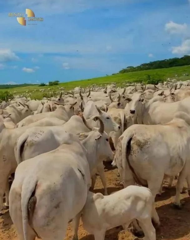 Fazenda à venda de 514 ha em Cuiabá, MT, Brasil