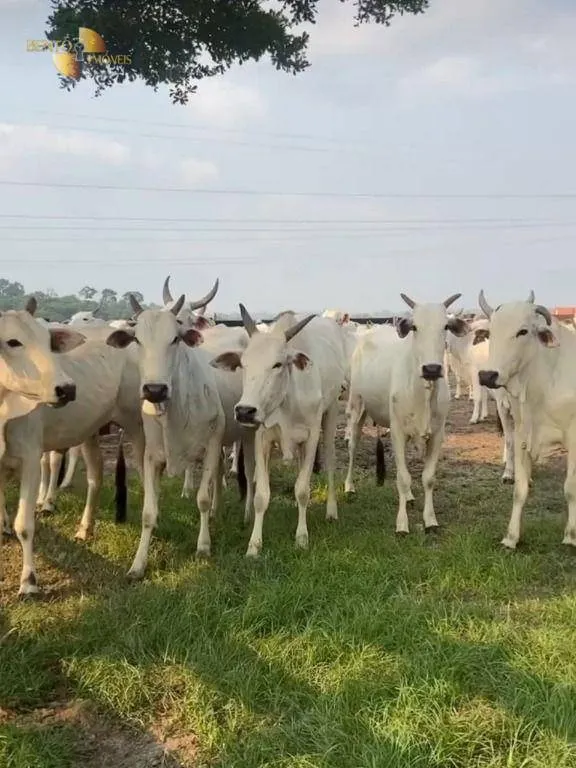 Fazenda à venda de 514 ha em Cuiabá, MT, Brasil