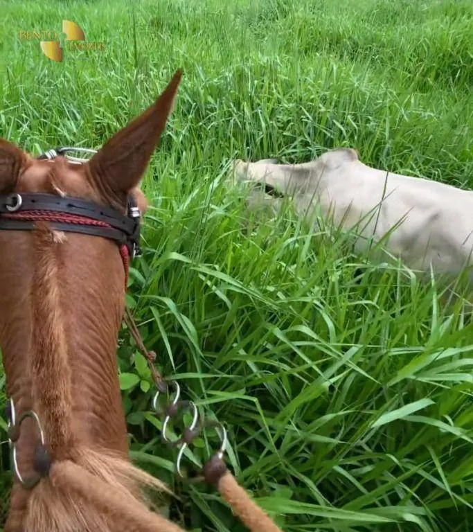 Fazenda à venda de 514 ha em Cuiabá, MT, Brasil