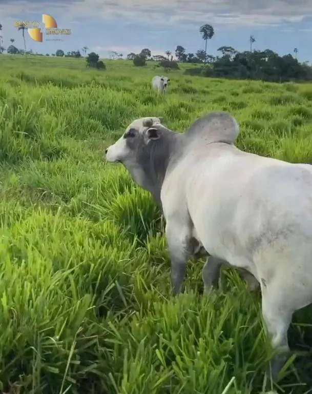 Fazenda à venda de 514 ha em Cuiabá, MT, Brasil