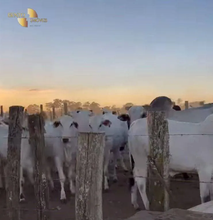 Fazenda à venda de 514 ha em Cuiabá, MT, Brasil