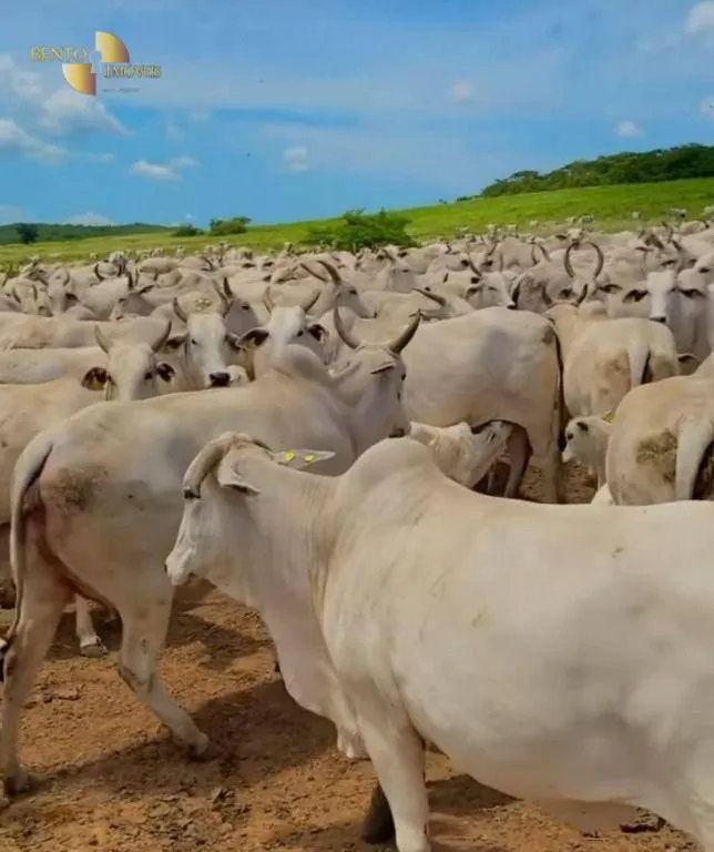 Fazenda à venda de 514 ha em Cuiabá, MT, Brasil