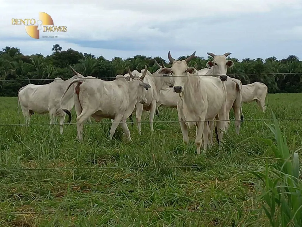 Fazenda à venda de 514 ha em Cuiabá, MT, Brasil