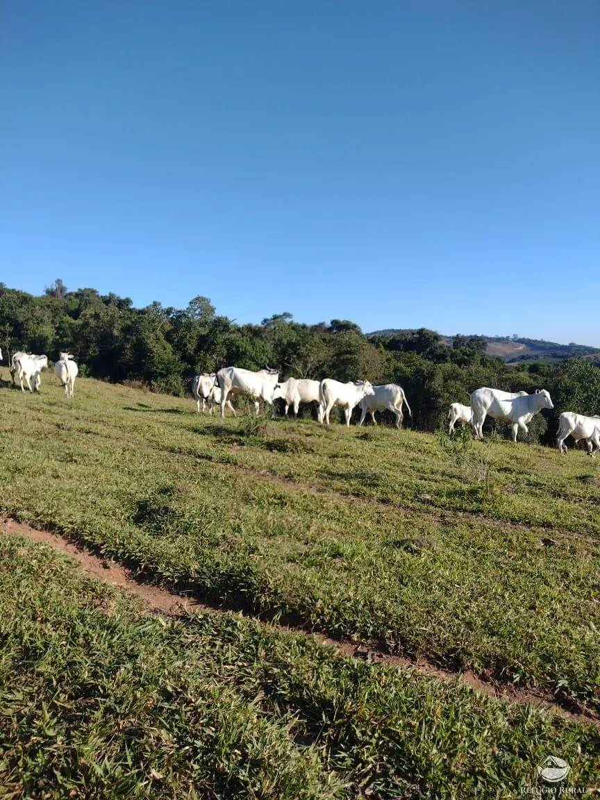 Fazenda à venda de 188 ha em Ouro Fino, MG, Brasil