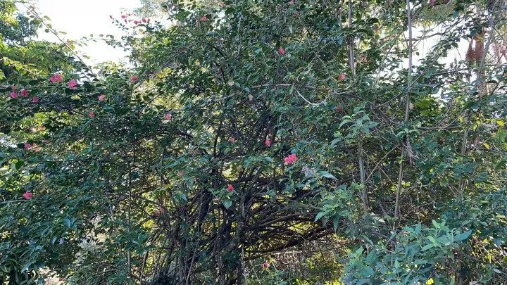 Chácara à venda de 3 ha em Santo Antônio da Patrulha, RS, Brasil