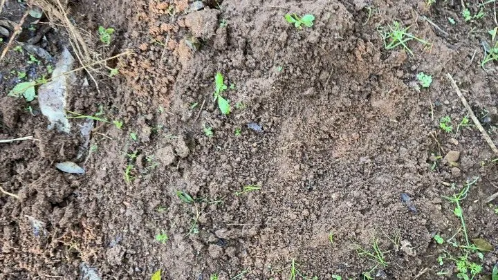 Chácara à venda de 3 ha em Santo Antônio da Patrulha, RS, Brasil