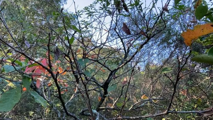 Chácara à venda de 3 ha em Santo Antônio da Patrulha, RS, Brasil