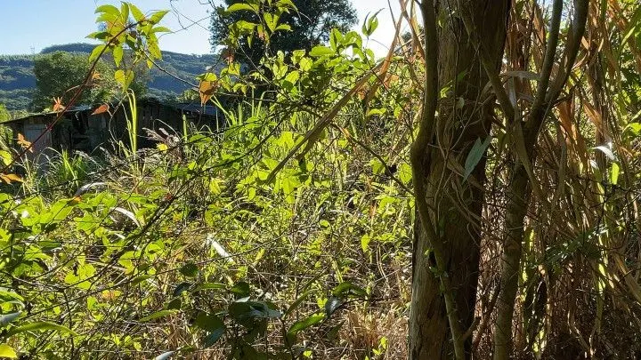 Chácara à venda de 3 ha em Santo Antônio da Patrulha, RS, Brasil