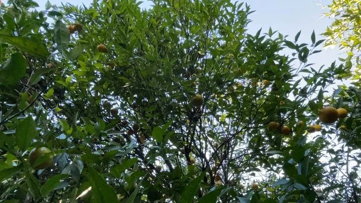 Chácara à venda de 3 ha em Santo Antônio da Patrulha, RS, Brasil