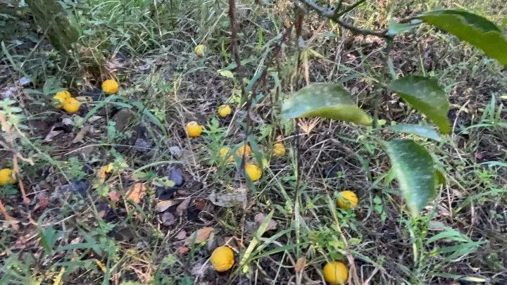Chácara à venda de 3 ha em Santo Antônio da Patrulha, RS, Brasil