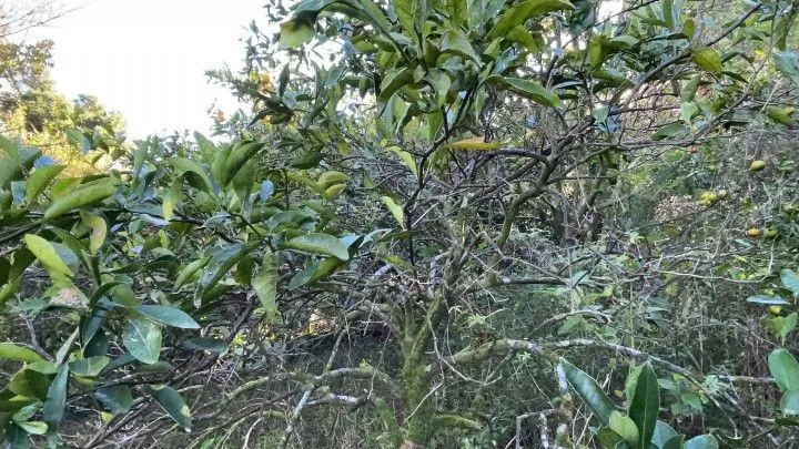 Chácara à venda de 3 ha em Santo Antônio da Patrulha, RS, Brasil
