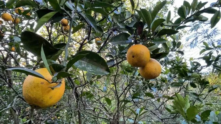 Chácara à venda de 3 ha em Santo Antônio da Patrulha, RS, Brasil