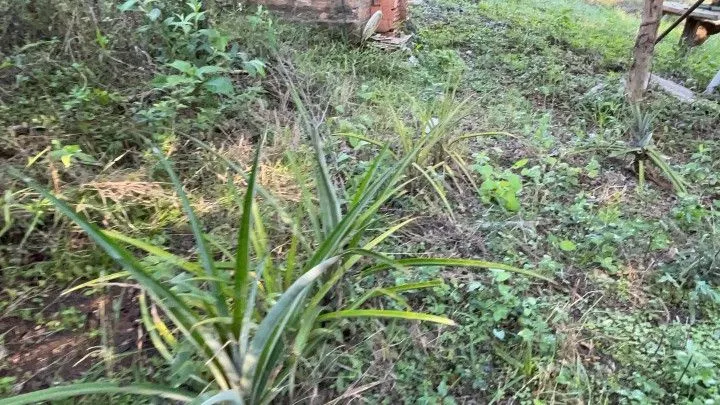 Chácara à venda de 3 ha em Santo Antônio da Patrulha, RS, Brasil