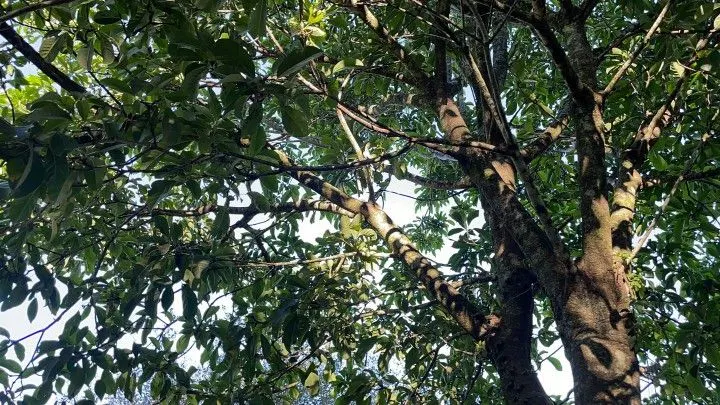 Chácara à venda de 3 ha em Santo Antônio da Patrulha, RS, Brasil
