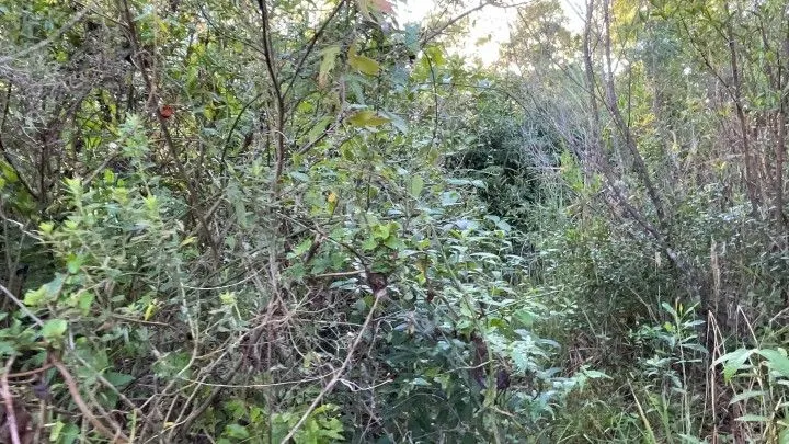 Chácara à venda de 3 ha em Santo Antônio da Patrulha, RS, Brasil
